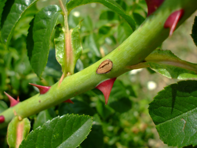 Part 3: Seeds Among the&nbsp;Thorns