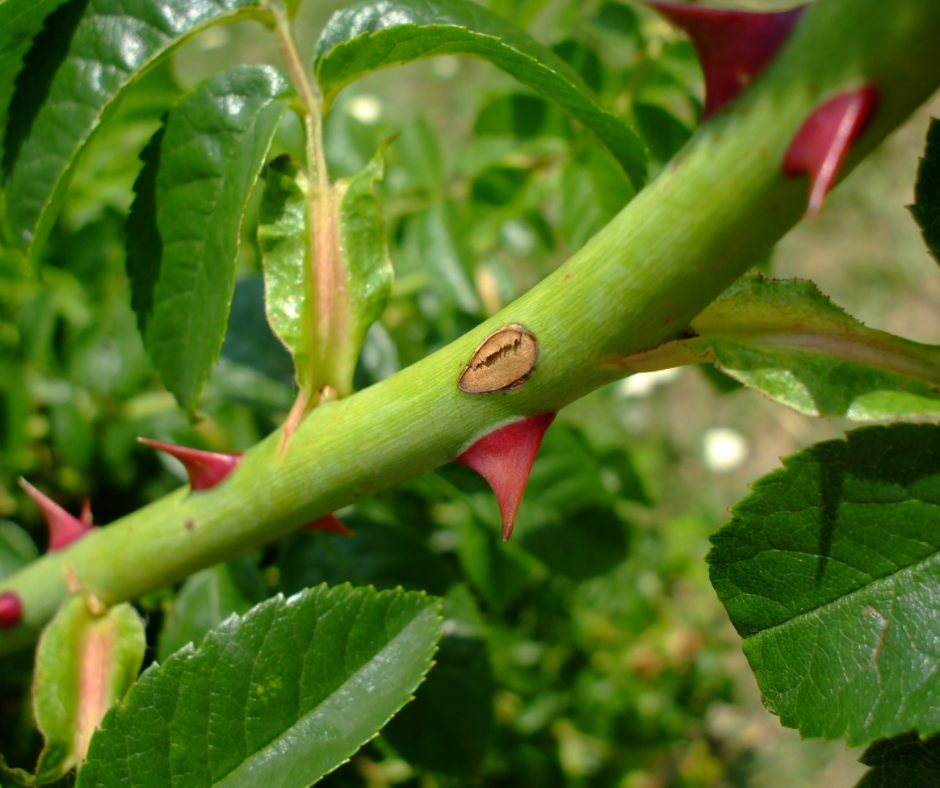 Part 3: Seeds Among the Thorns